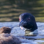 A mother loon feeds her young.  Photo courtesy of Chuck Dayton